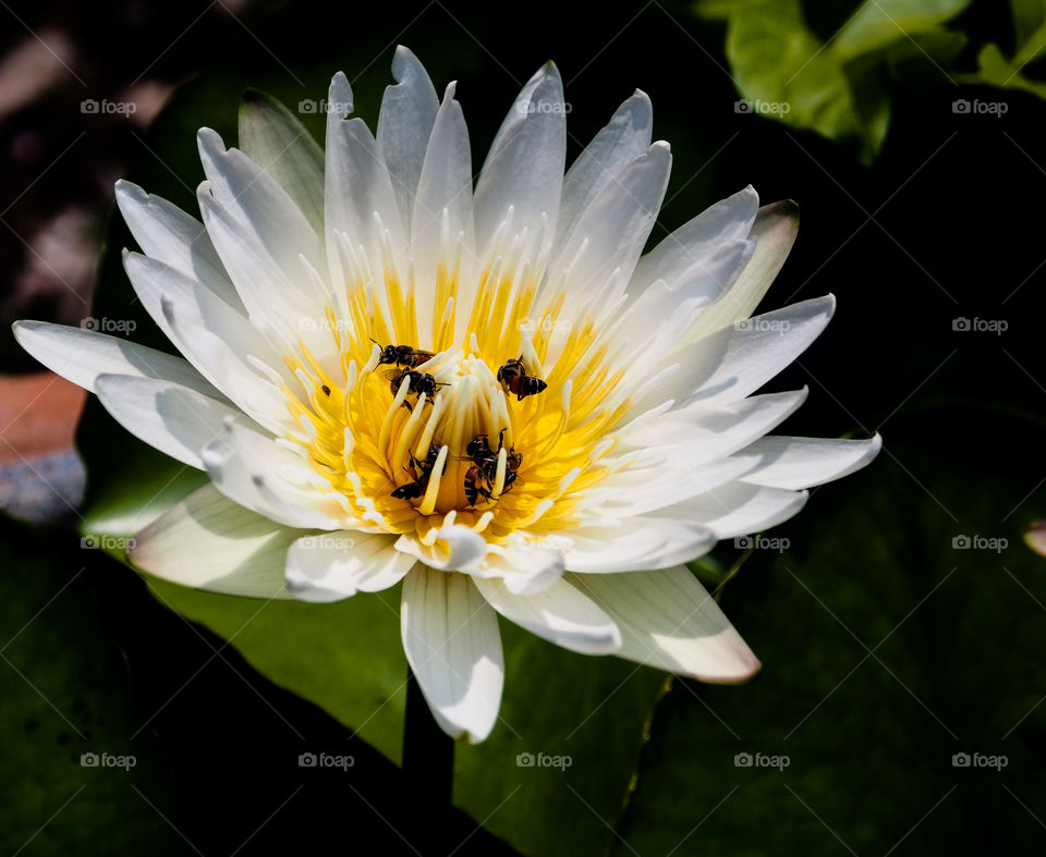 Bee in lotus