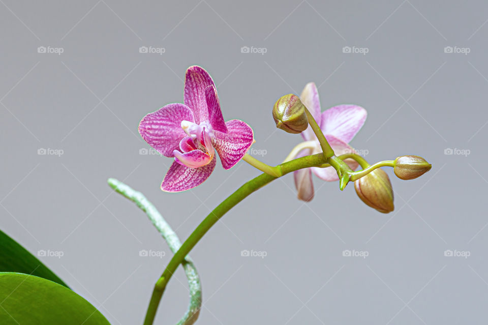 Orchids flower-clusters almost ready to bloom.