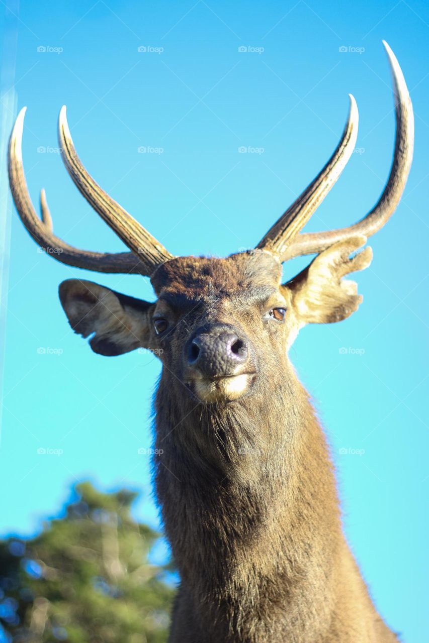 sambar deer