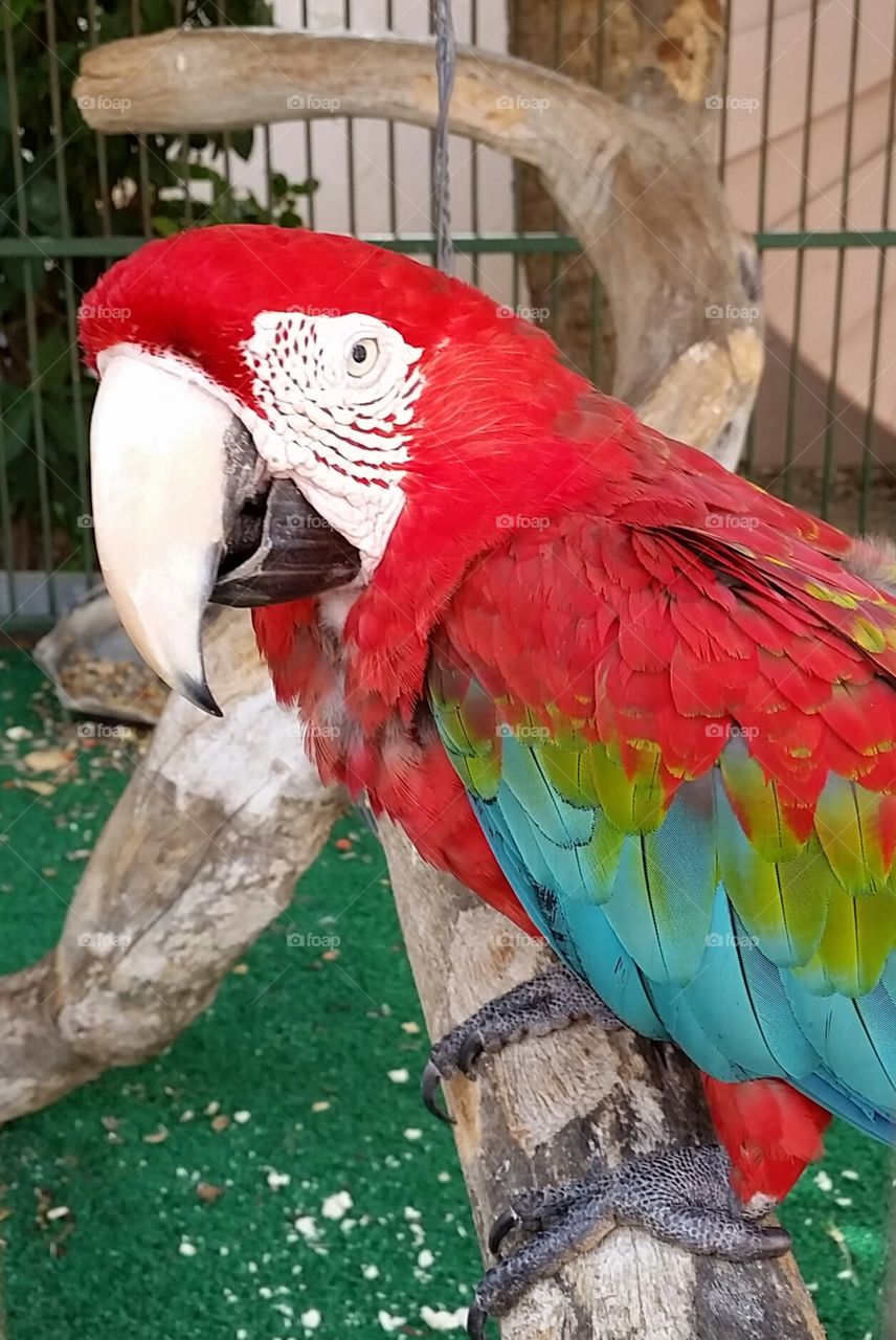 Parrot. At Carribean Palm Resort, Aruba