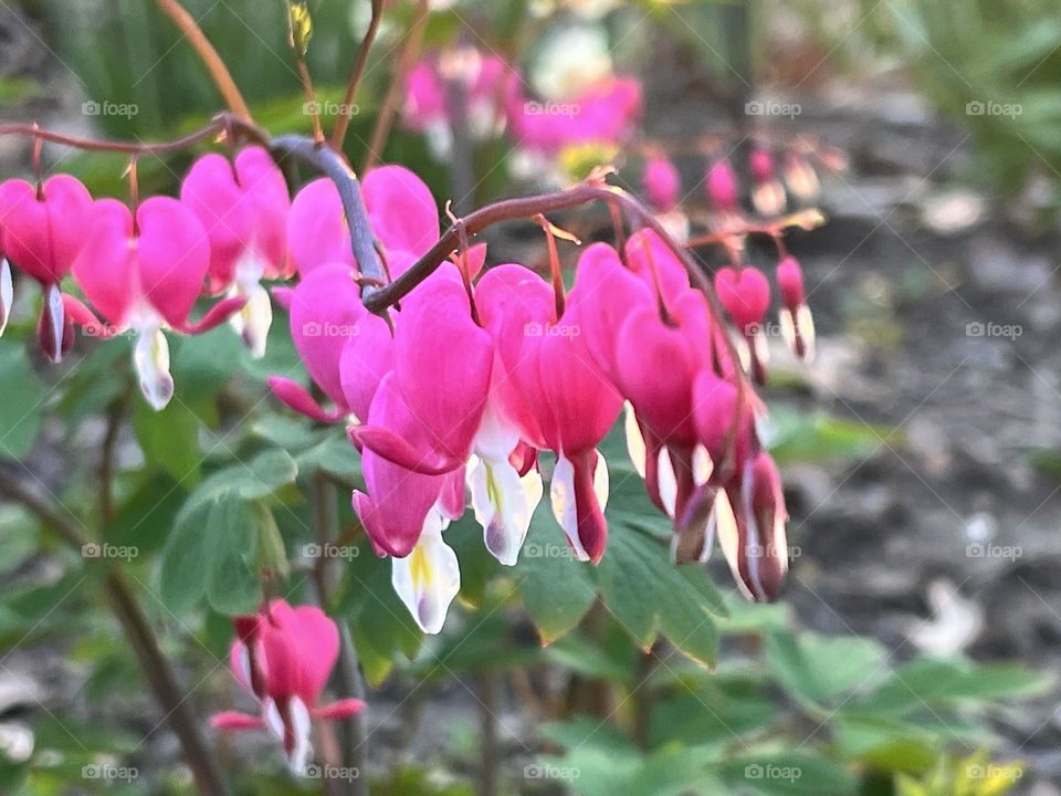 Bleeding Hearts, dicentra, spring surprise from my niece planted last fall without my knowledge. Fuchsia flowers, heart shaped, floral ballet, garden dance