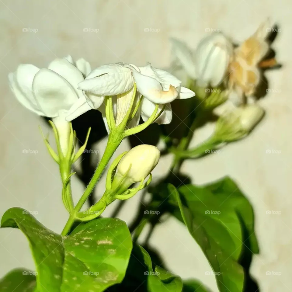 nectar