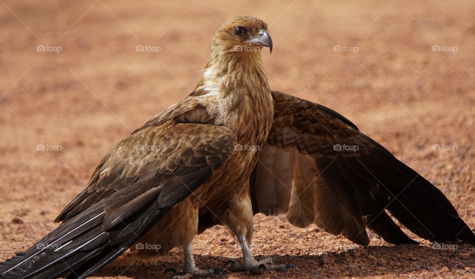 Whistling Kite