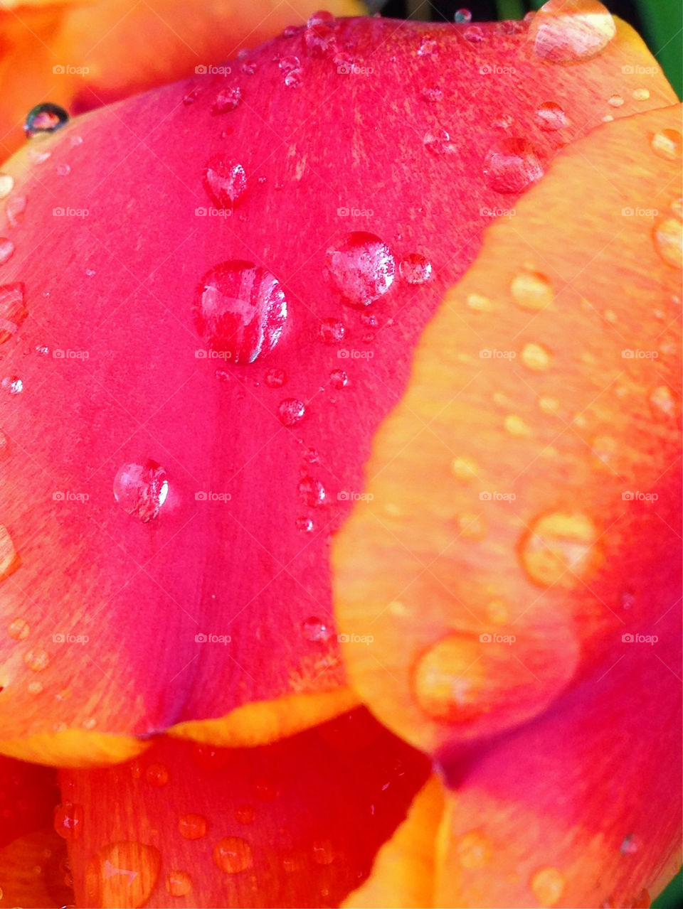 Waterdrops on the tulips