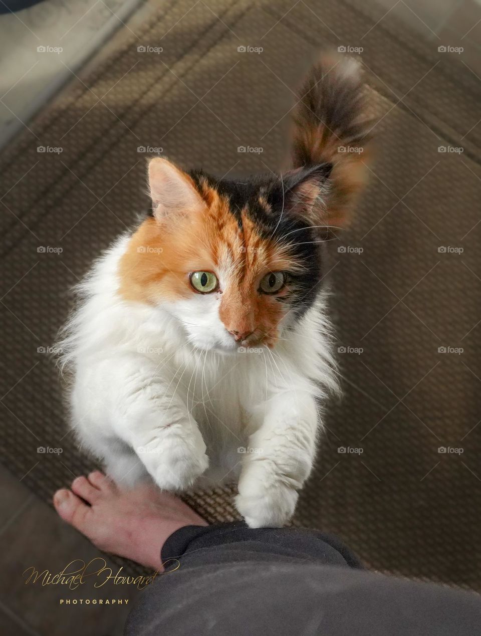 Kitty Love - please hold me!