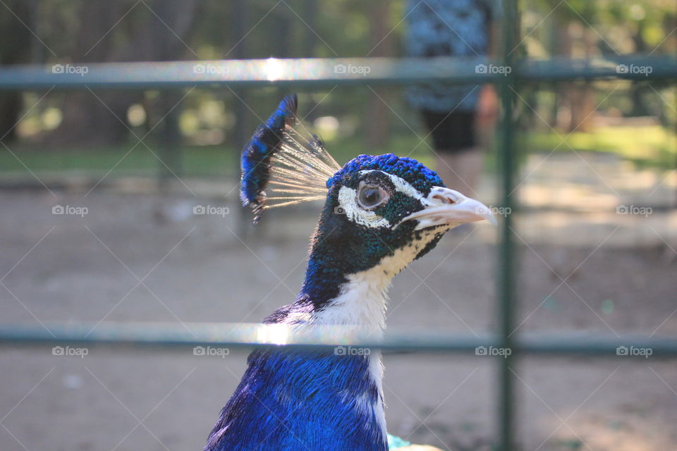 Peacock