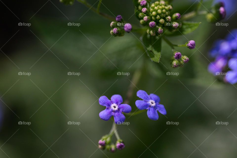 Natural background, green leaves and small purple flowers 