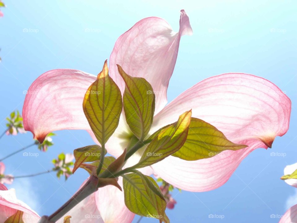 sky green spring garden by Bea