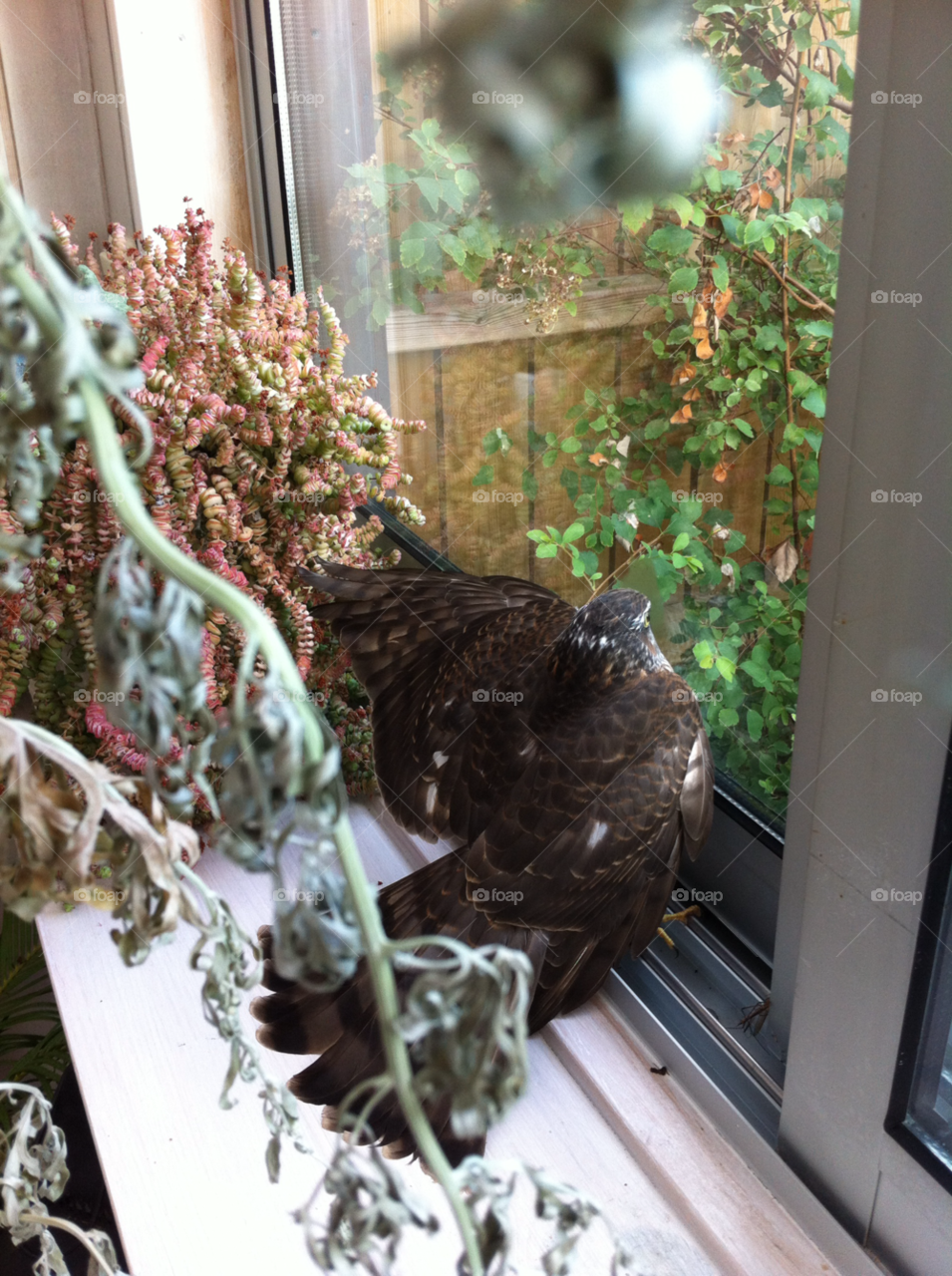 bird glada wrong way by sommar06