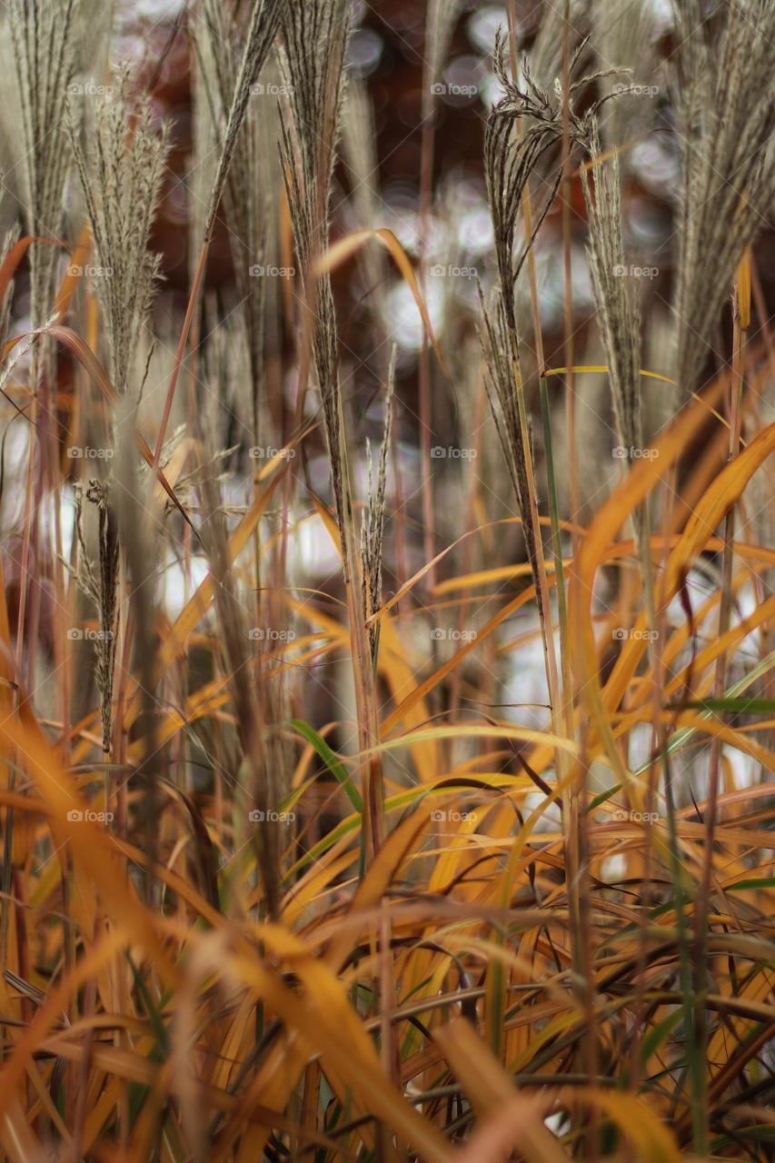 Blooming pampas grass in autumn in orange colors in front of a tree with red leaves