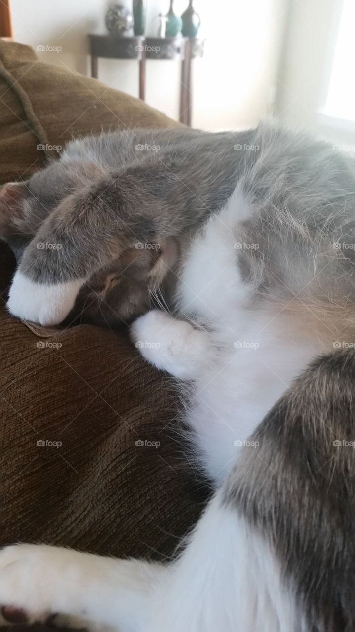 My sweet kitty snoozing adorably on the livingroom couch.