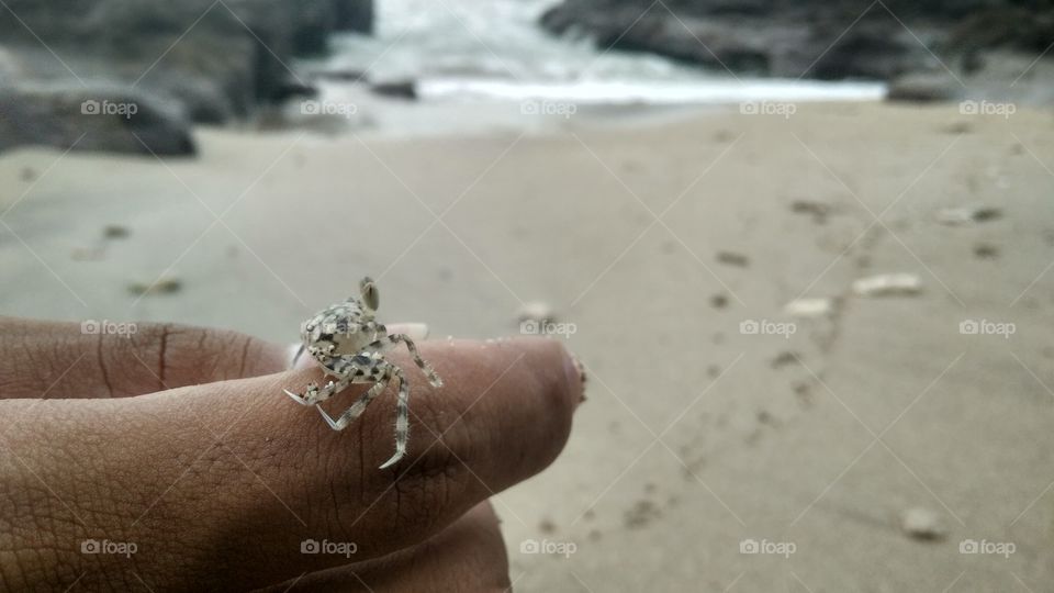 the small crab🦀