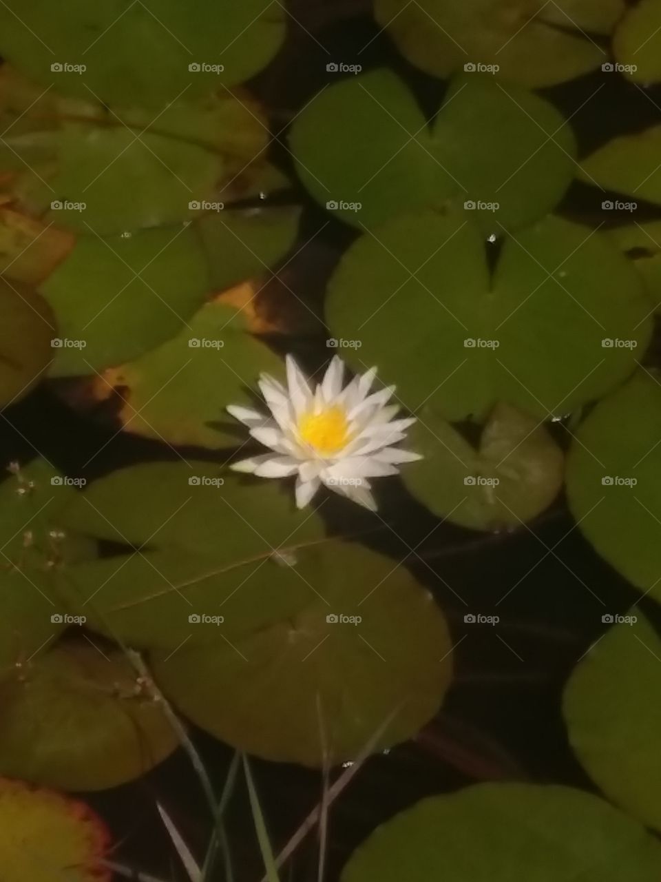 Blossomed American white water-lily (Nymphaea odorata)