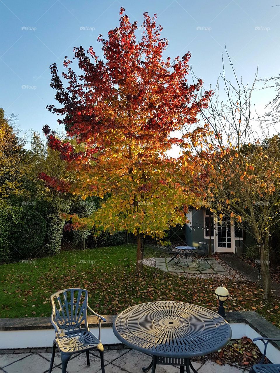 Acer in the autumn