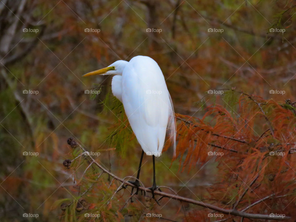 Great egret