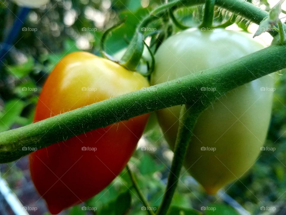 roma tomatoes