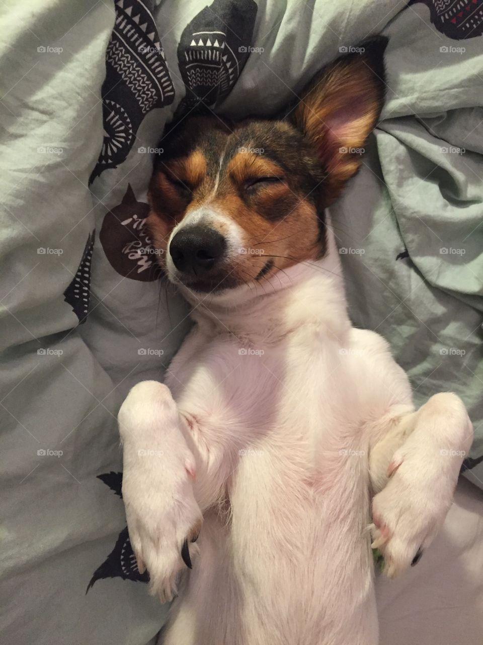 Sleeping beauty: a cute mixed breed dog is sleeping on a bed with the paws lifted