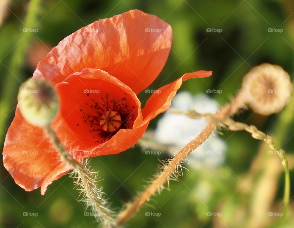 Poppy