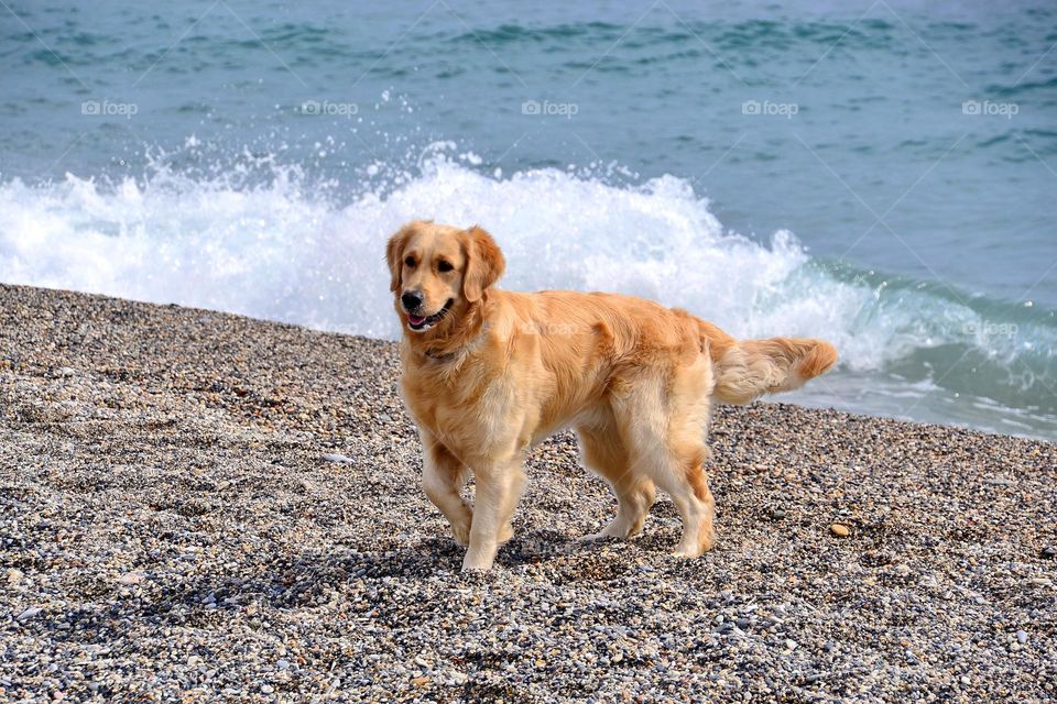 golden retrievers playing on the seaside