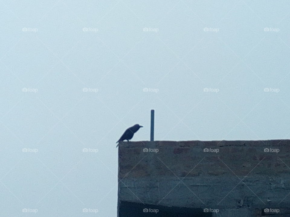 I saw the crow