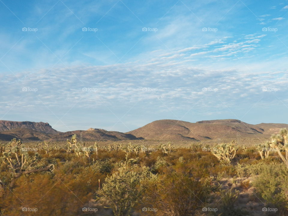 desert landscape cactus Arizona