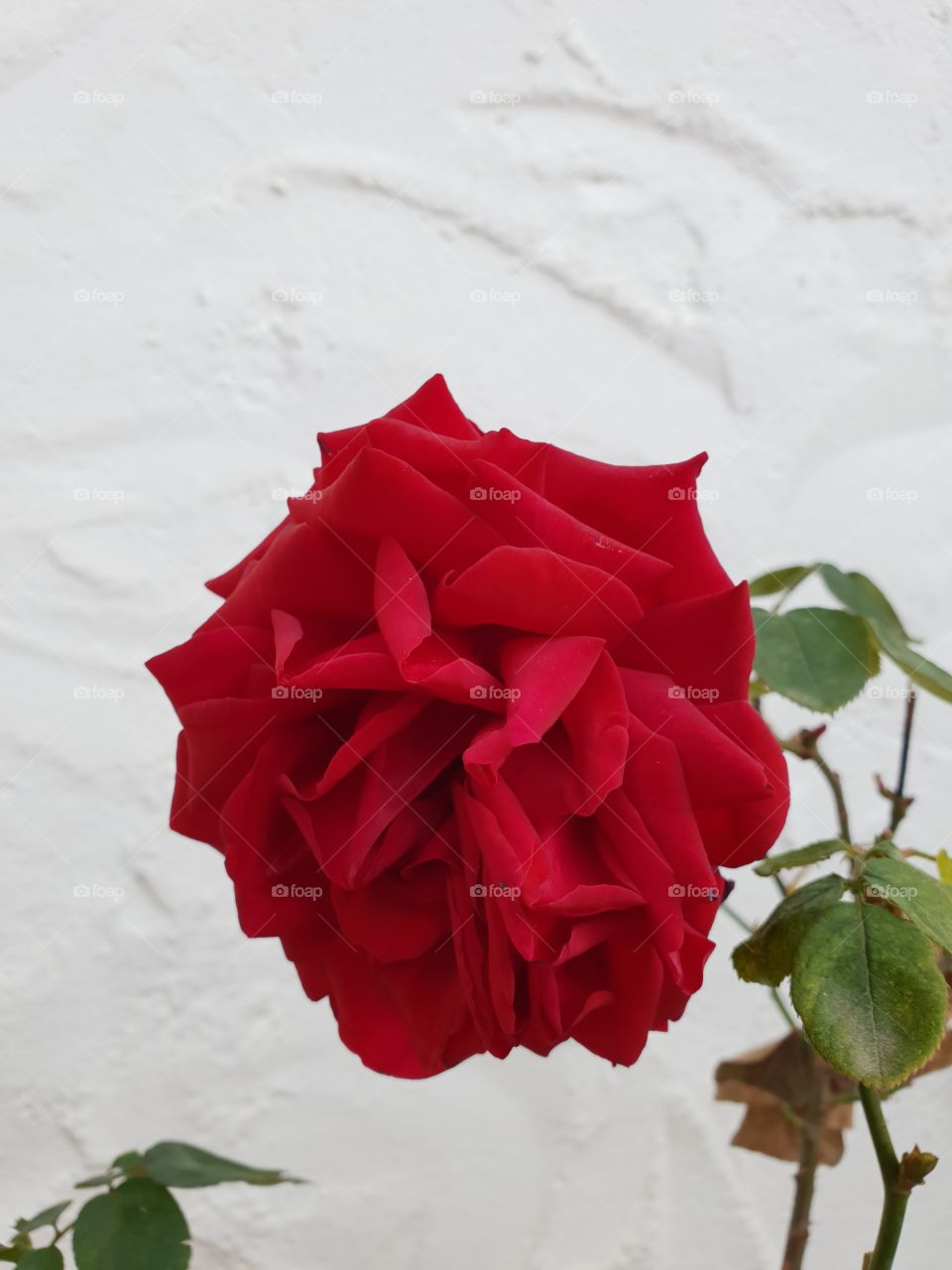 A single red rose against a white wall in Spain