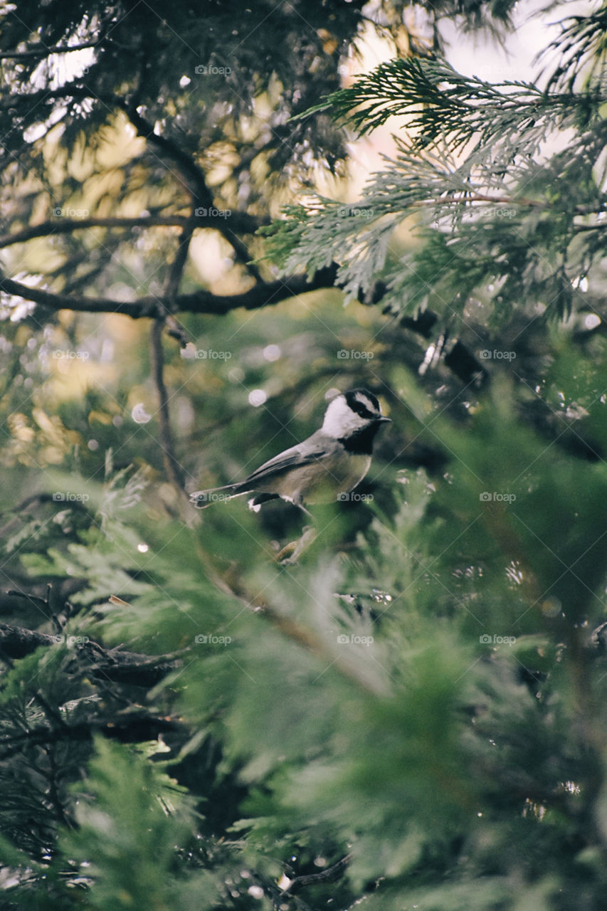 California Wildlife VII