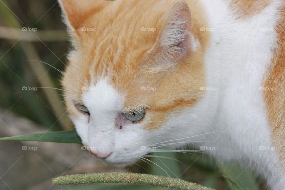 White And Yellow Cat
