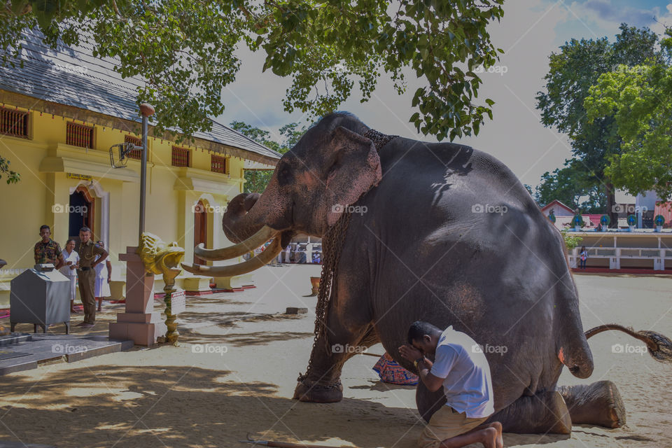 Elephant worshipping at buddhist temple