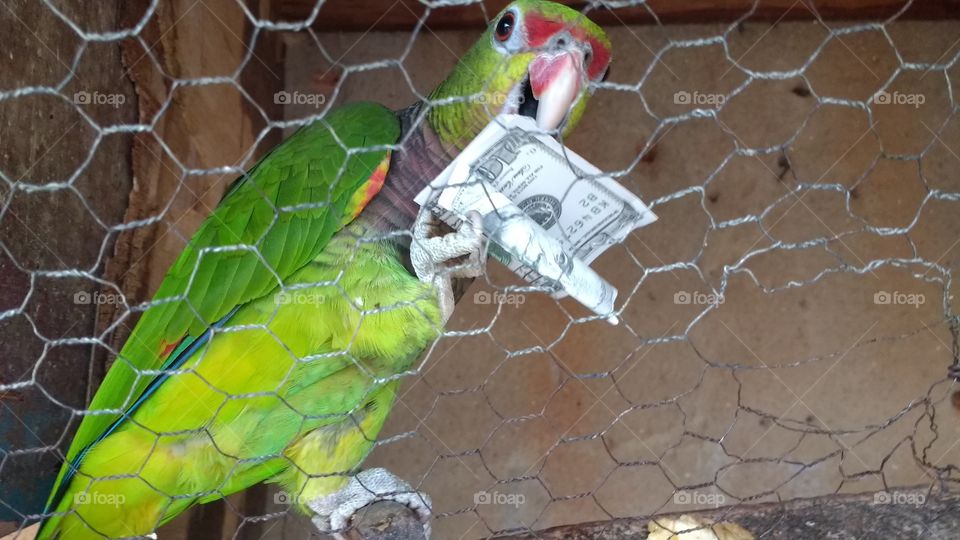 parrot and dollars