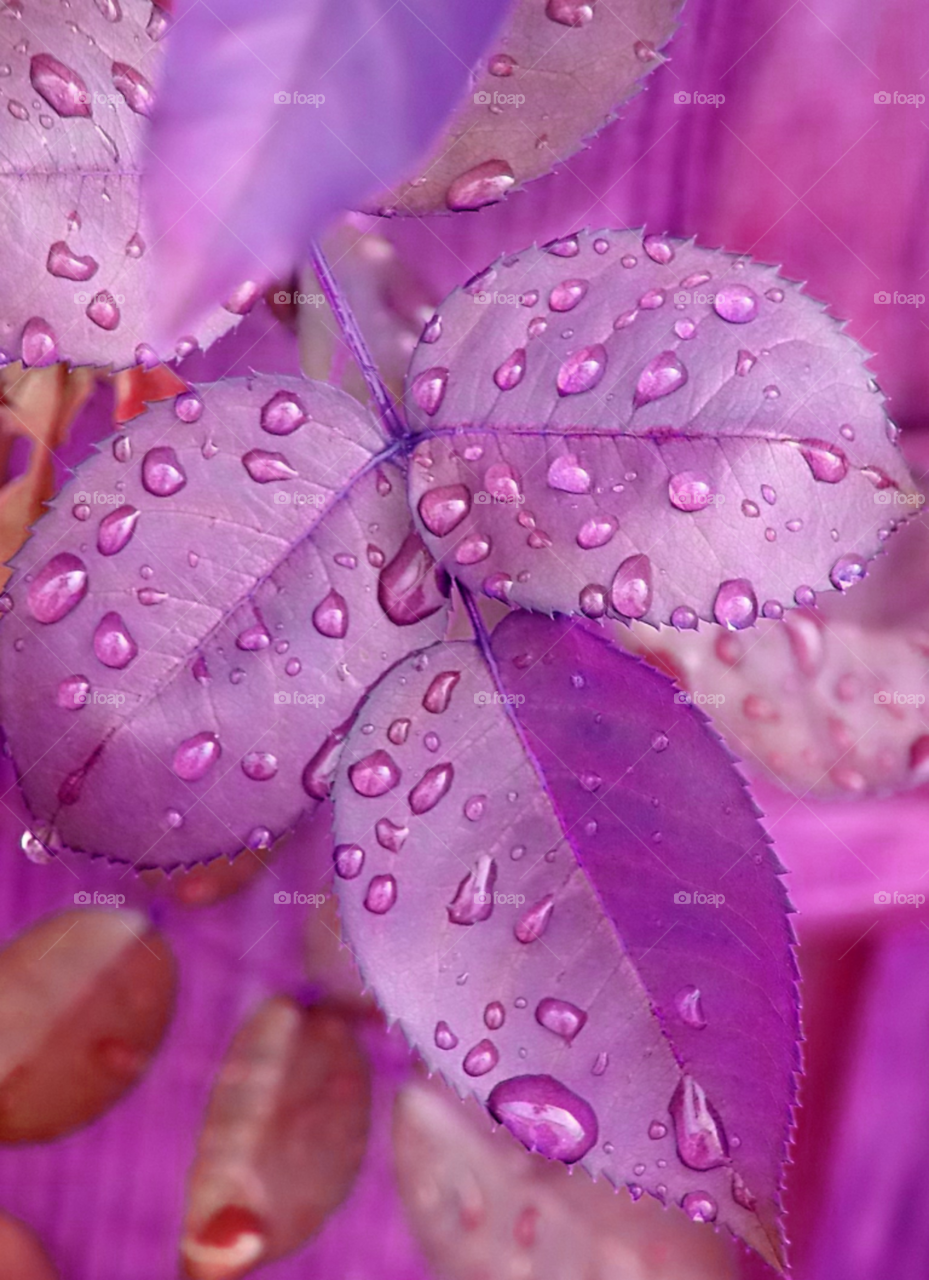 Purple Leaves. leaves of a rose bush after the rain