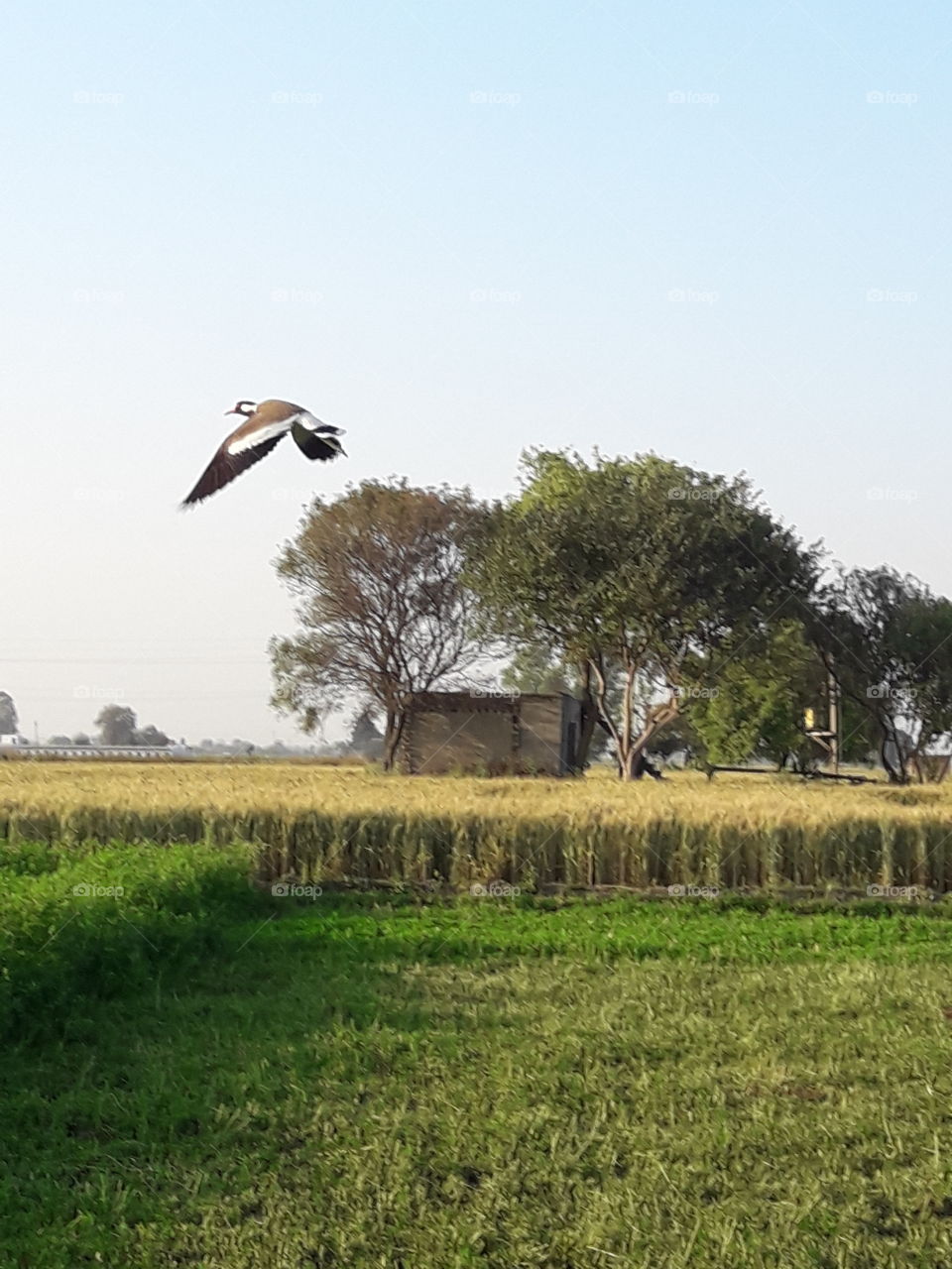 flying bird 😌😌