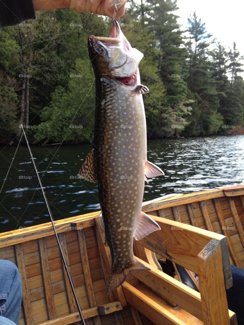Brook Trout