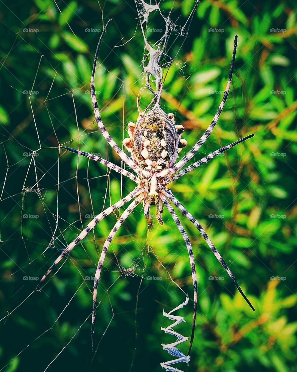Elegant Spider in a Masterpiece Web