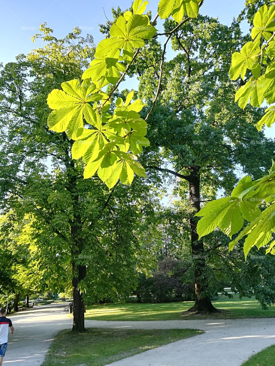 Summer tranquility