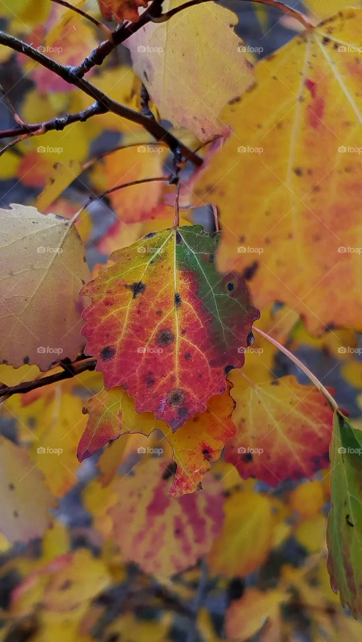 November