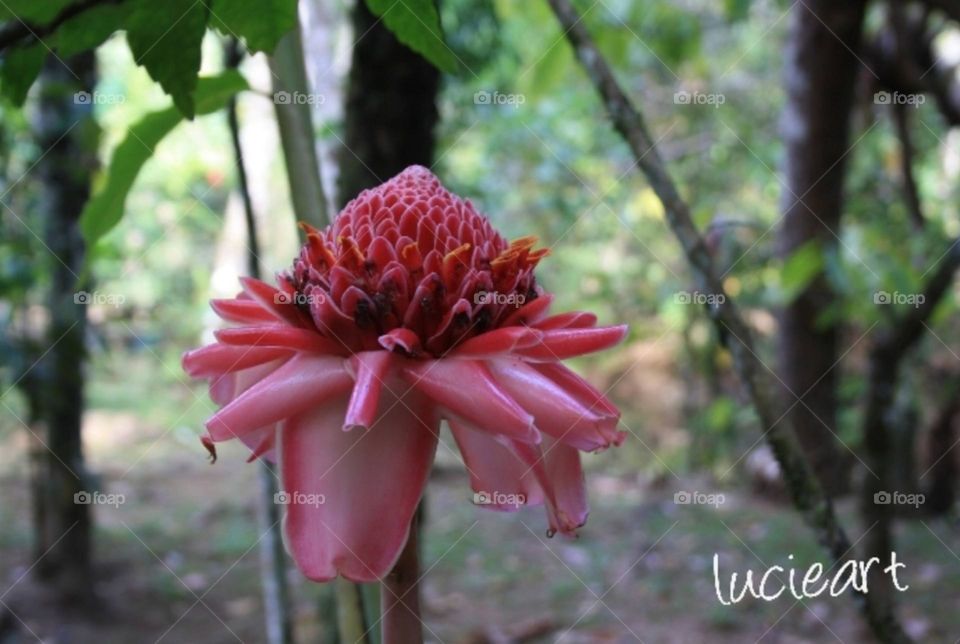 beautiful soap plant in the jungle