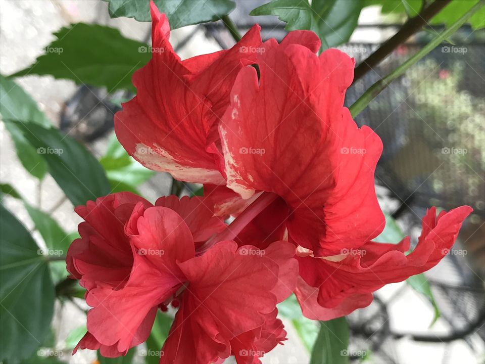 Hibiscus