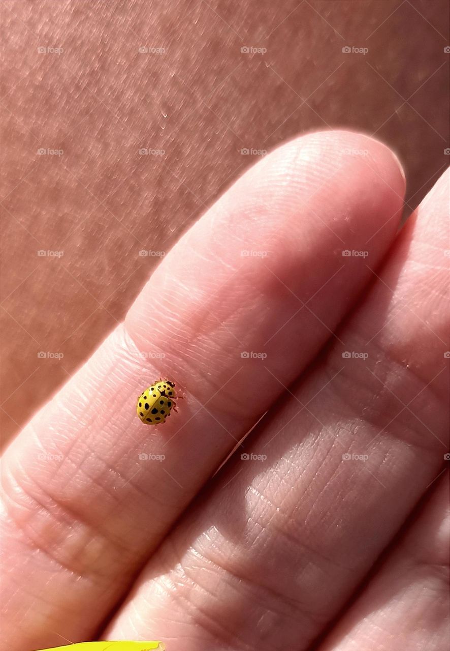 yellow beetle ladybug on a female hand close up mobile photography