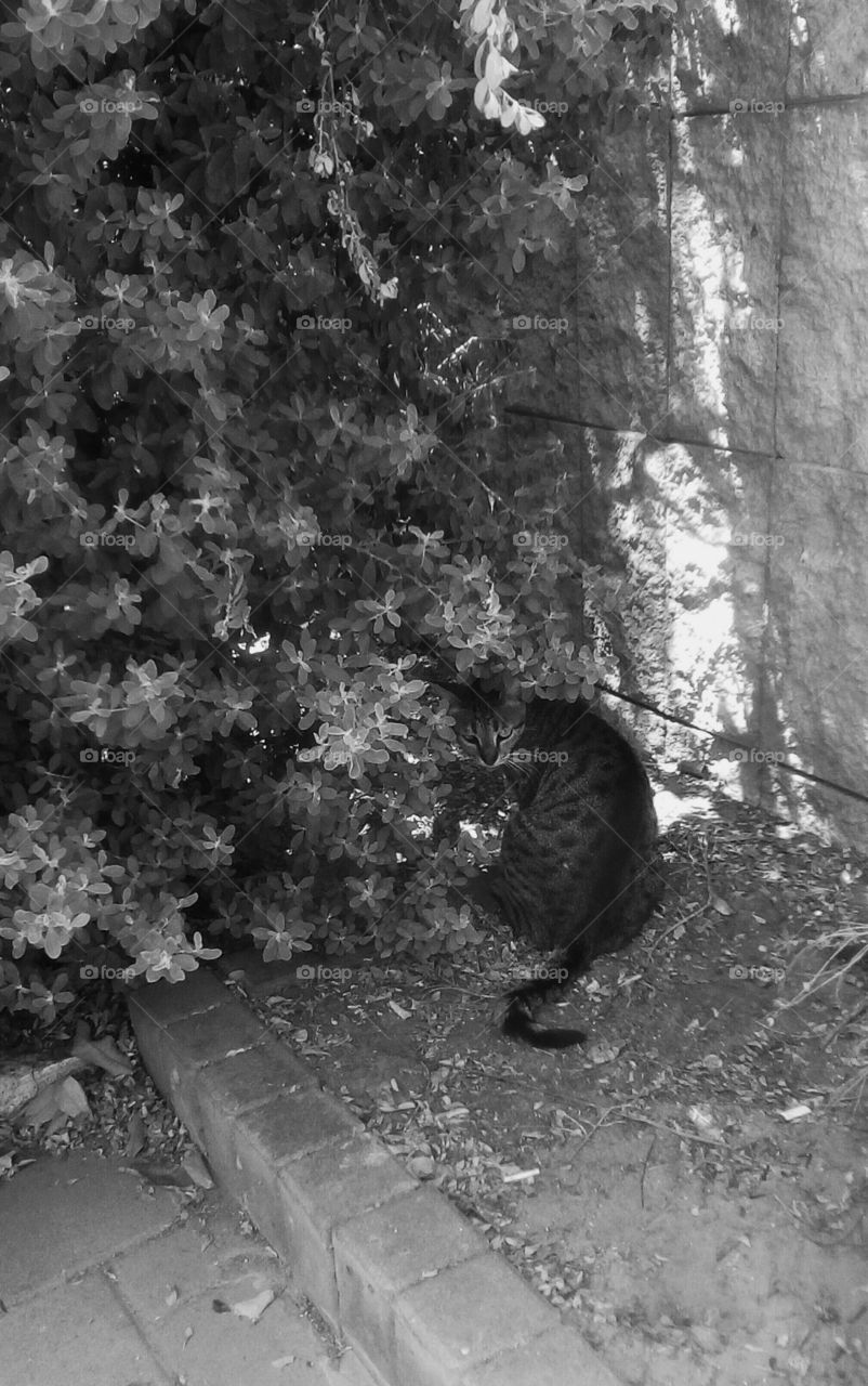 One gray cat sitting on the ground near one tropical bush a d looking back to me