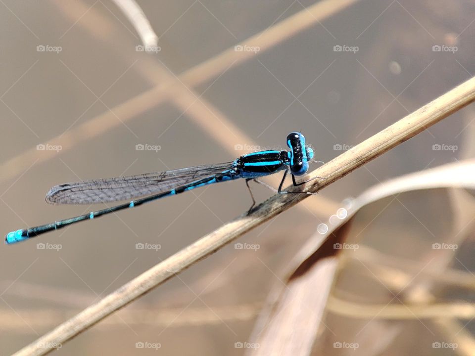 Blue Dragonfly on the river