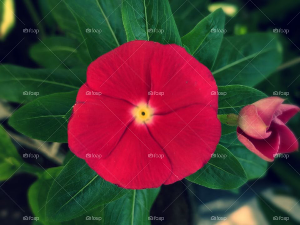 red flower perfect round