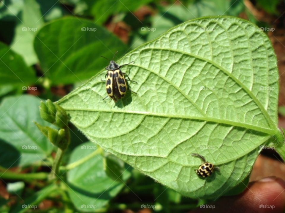 insects on a leave