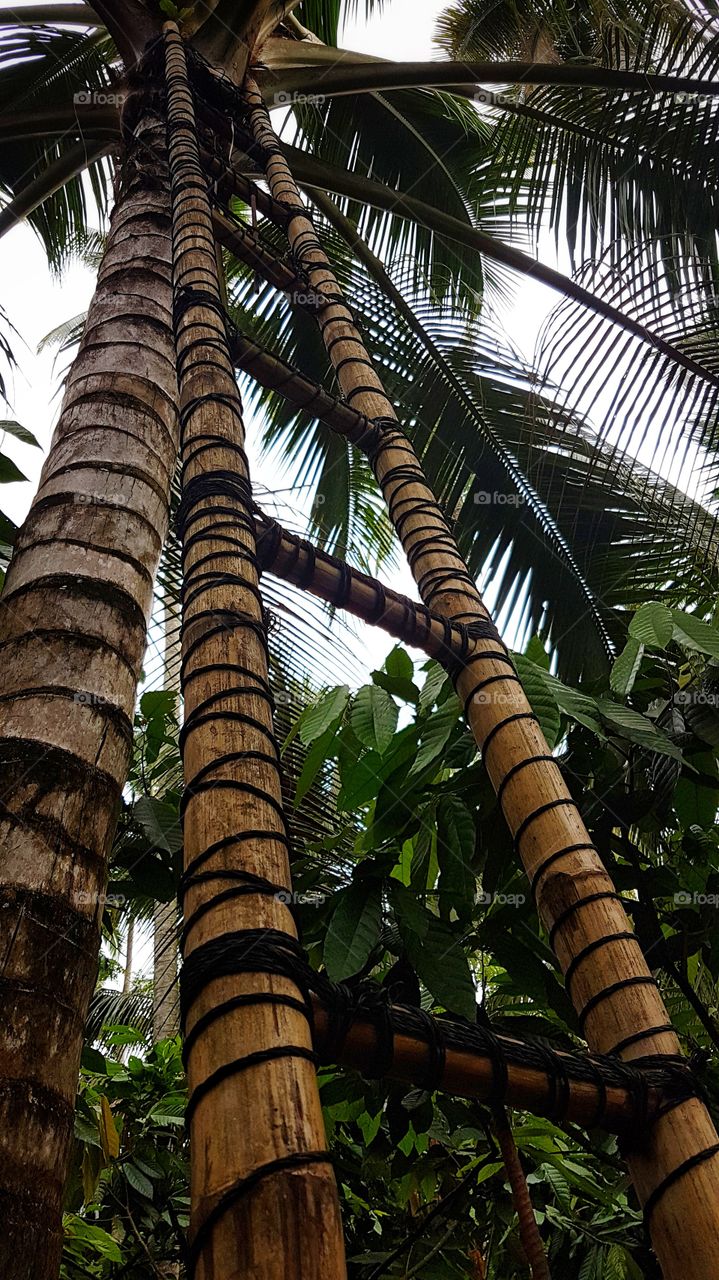 coconut farm ladder
