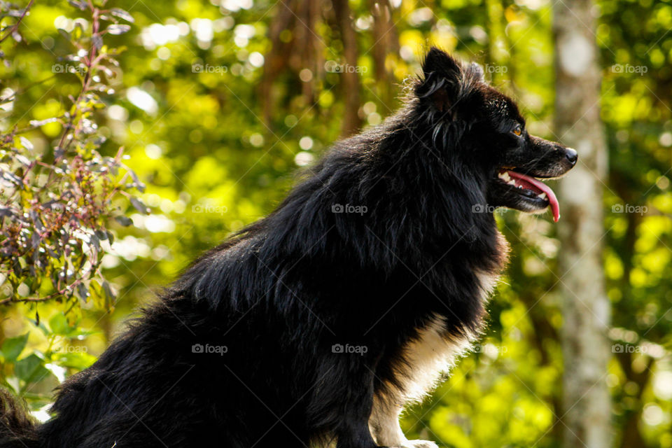 Pomeranian dog with green background