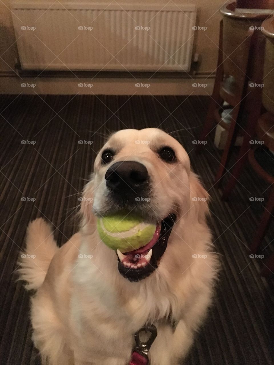 Dog, Portrait, Pet, Animal, Canine