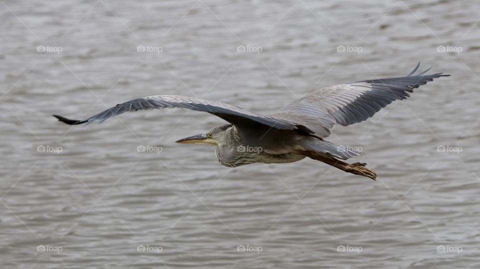 Gray heron flight