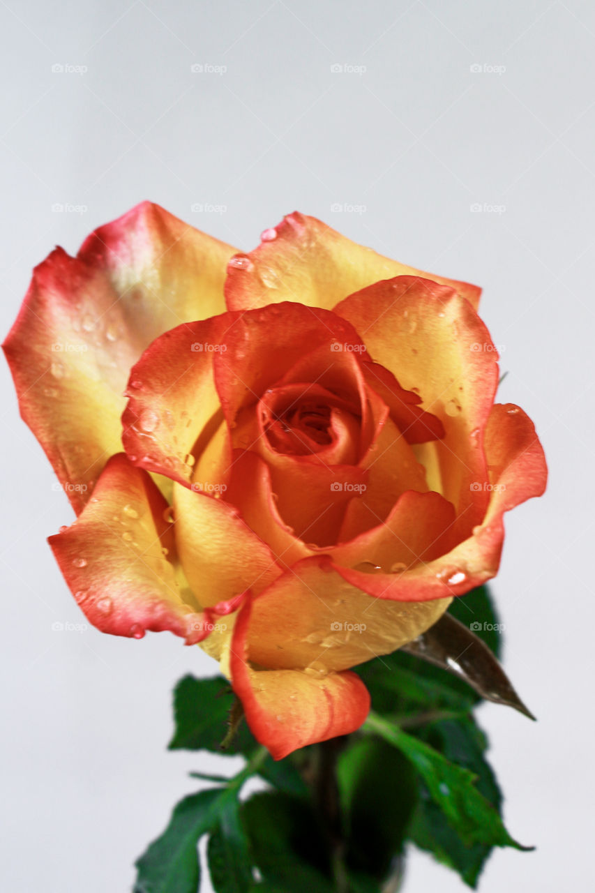 Rose on white Background