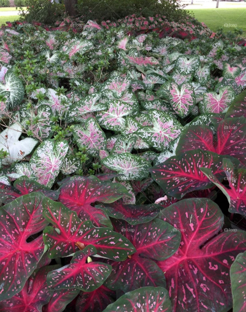 Caladium