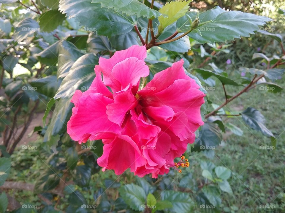 Hibiscus  blooms